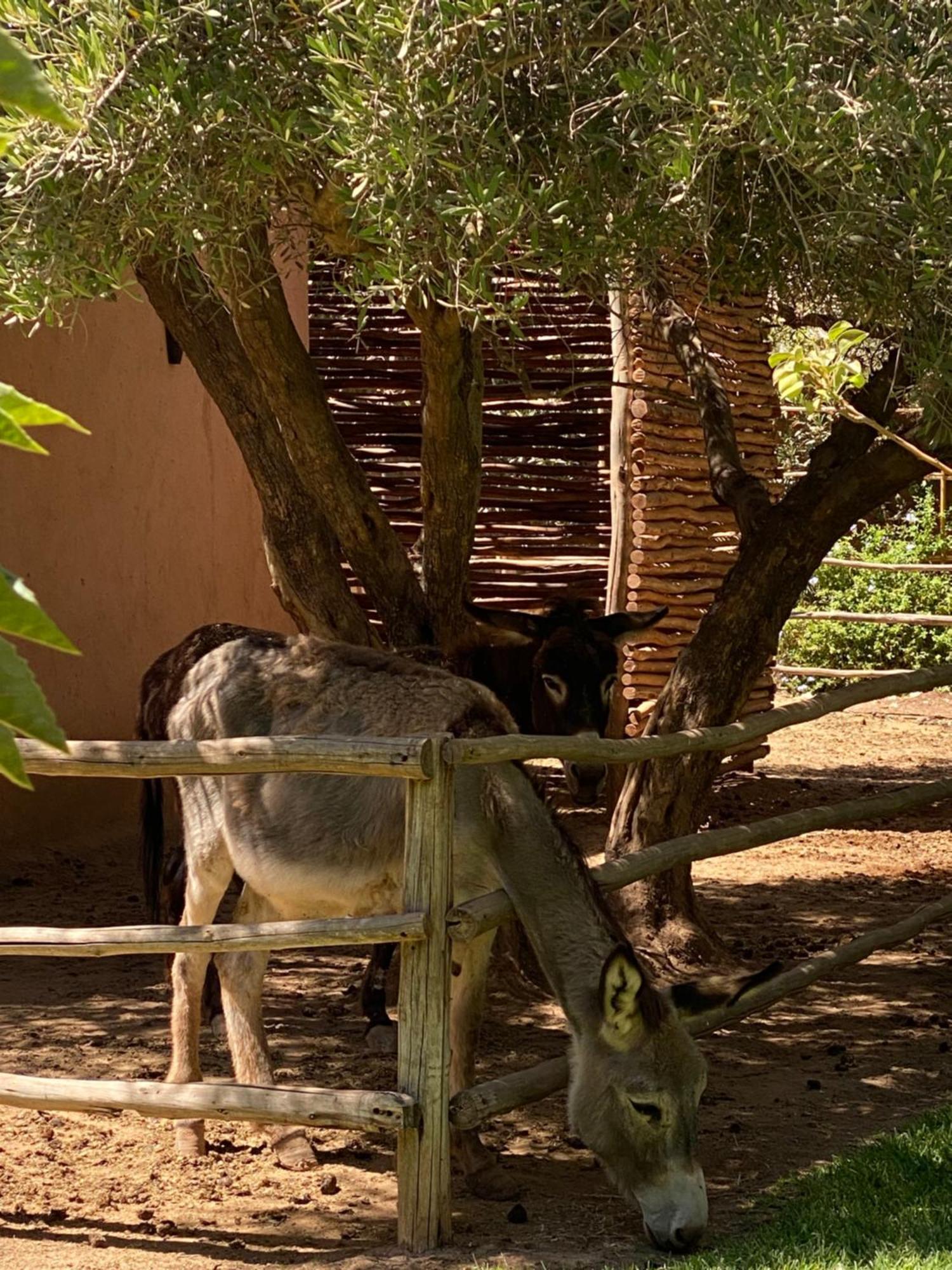 Jardin Sakina - Chambre D'Hotes Oulad Moumene Екстериор снимка